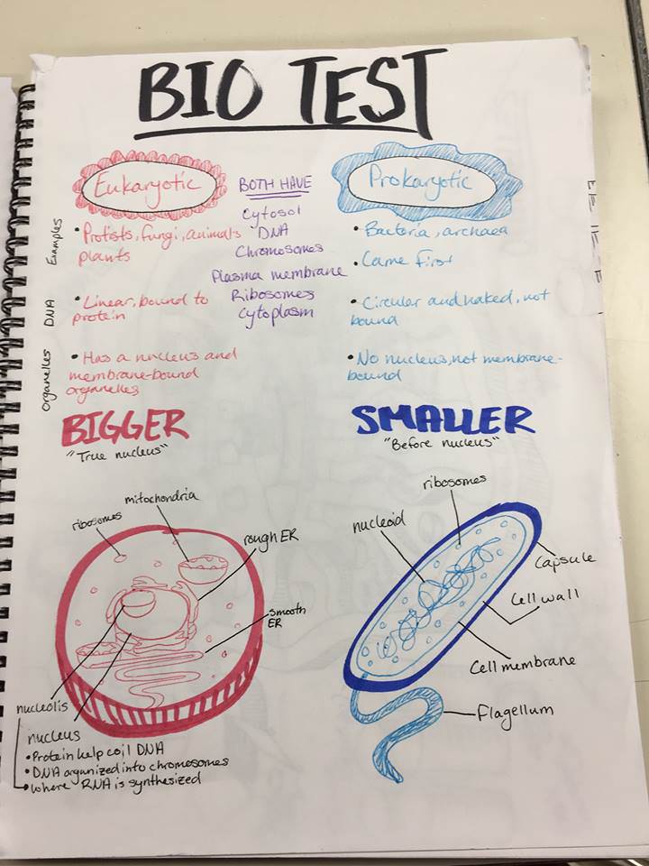 720x960 Biology Sketch Notes - Mitochondria Sketch