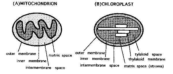 600x257 Origin And Evolution Of The Related Organelles - Mitochondria Sketch