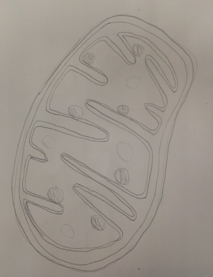 416x540 Quick Sketches Of Ideas Chelsea Tullett - Mitochondria Sketch