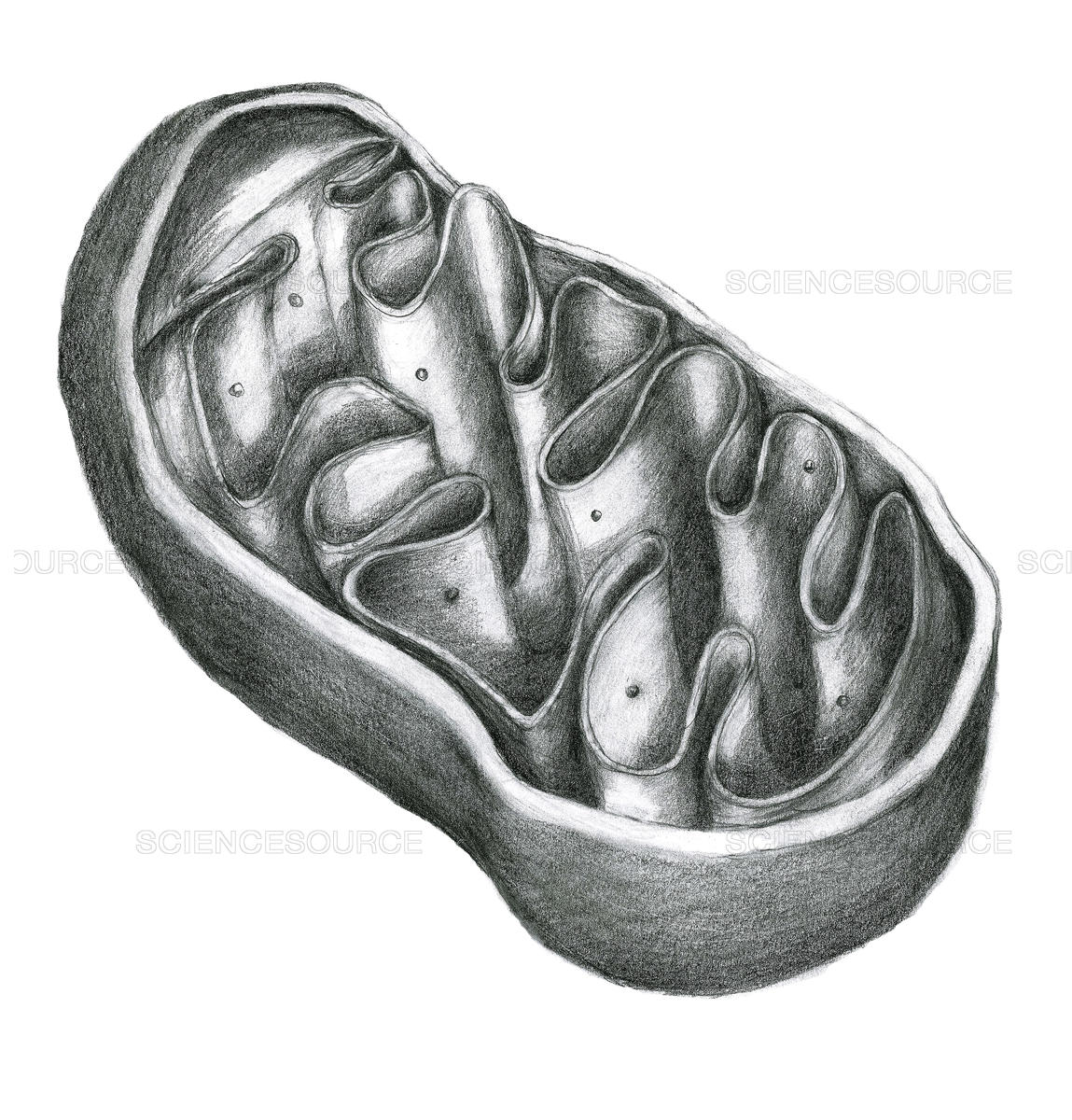 Mitochondria Sketch at Explore collection of