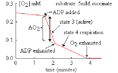 407x253 Sketch Of A Mitochondria Respiration Experiment Diagram - Mitochondria Sketch