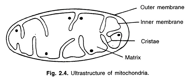 Mitochondria Sketch at PaintingValley.com | Explore collection of ...