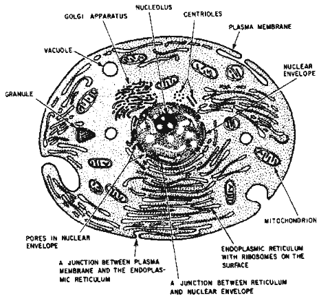 480x443 The Midi Chlorians Are With Us! - Mitochondria Sketch