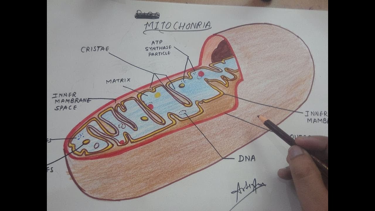1280x720 How To Draw Mitochondria - Mitochondria Sketch