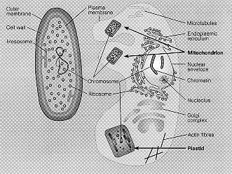331x249 Hydrogenosome - Mitochondria Sketch