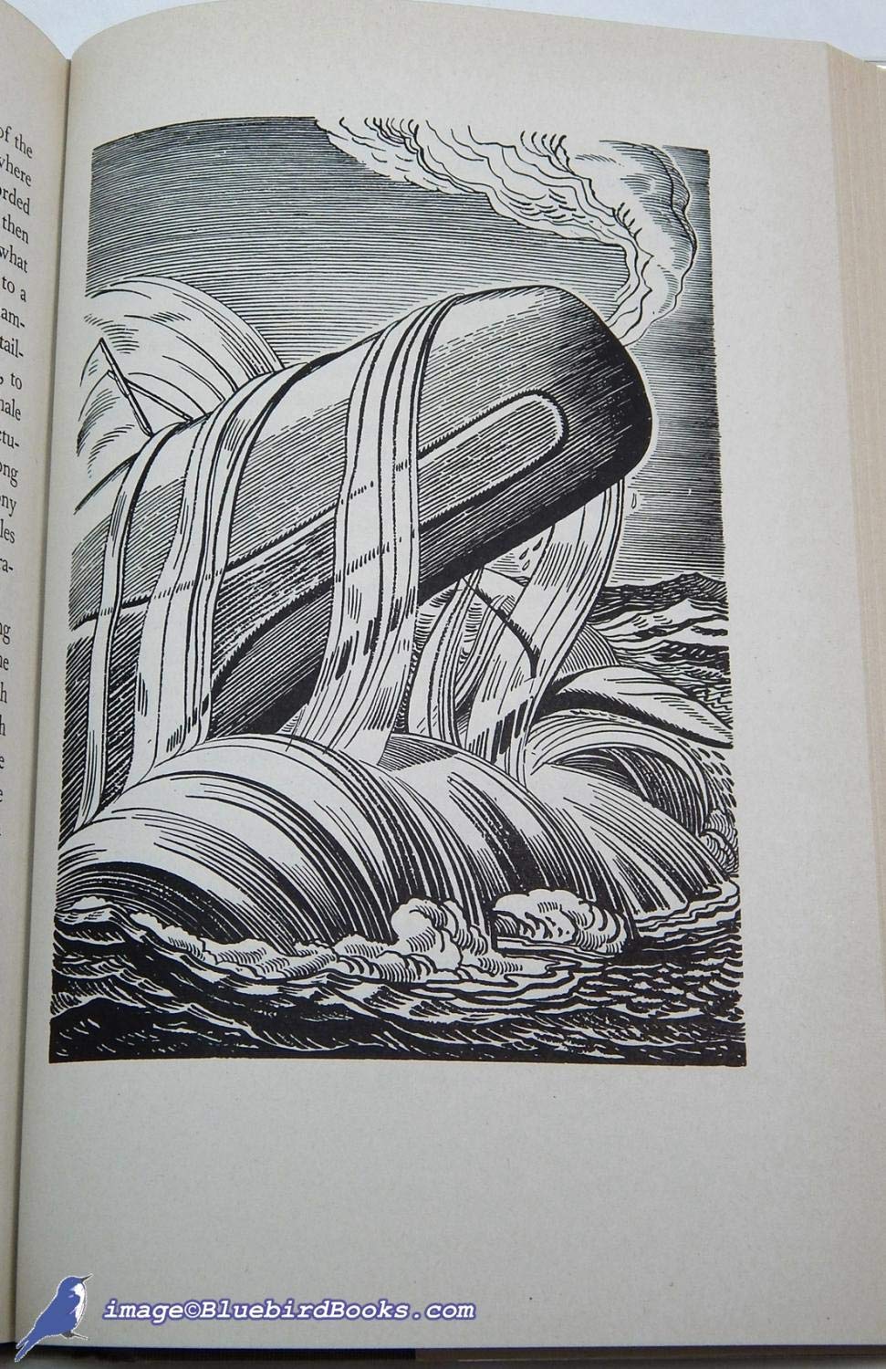 971x1500 Moby Dick Or, The Whale (Modern Library Giant - Moby Dick Sketch