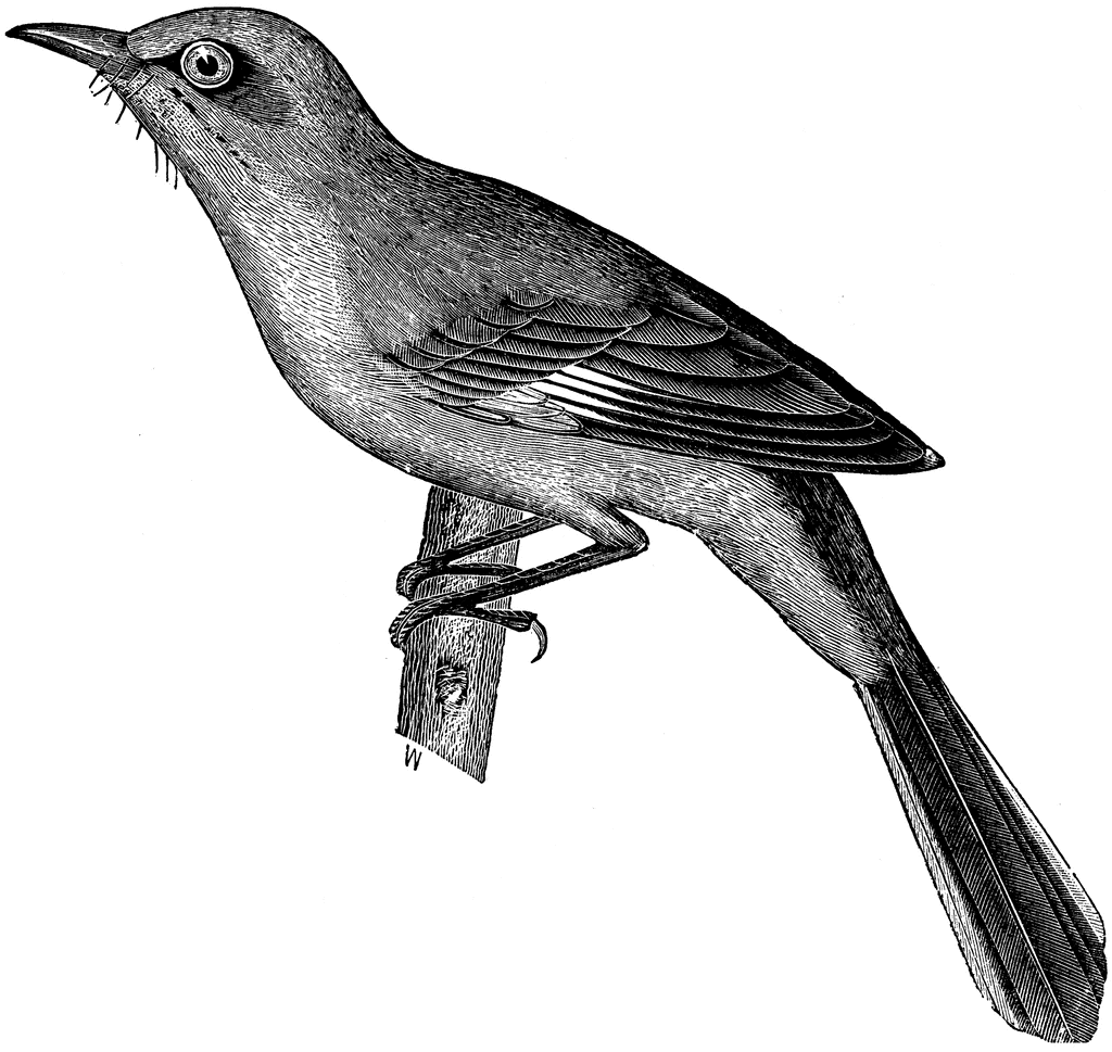 1024x969 Mockingbird Clipart Etc - Mockingbird Sketch