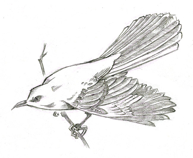 650x534 Mockingbird Drawing - Mockingbird Sketch.