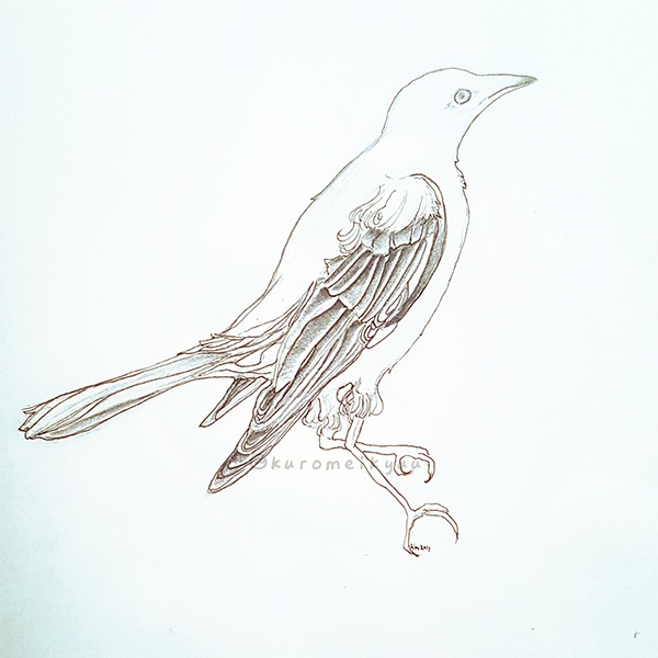 600x600 Mockingbird On Ccs Portfolios - Mockingbird Sketch