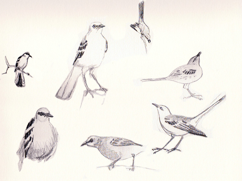 800x600 November Sketch Challenge 117 Mockingbird Sketches Amy - Mockingbird Sketch