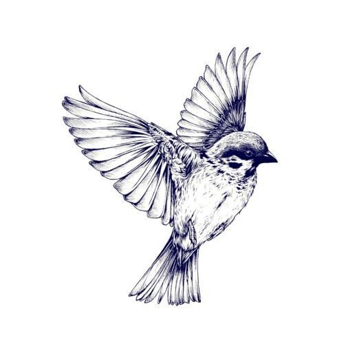 500x500 Pin By Cool Tattoos On Body Art Gold Tattoos, White - Mockingbird Sketch