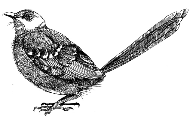 642x390 The Golden Mockingbird Fictspedia Wiki Fandom Powered By Wikia - Mockingbird Sketch