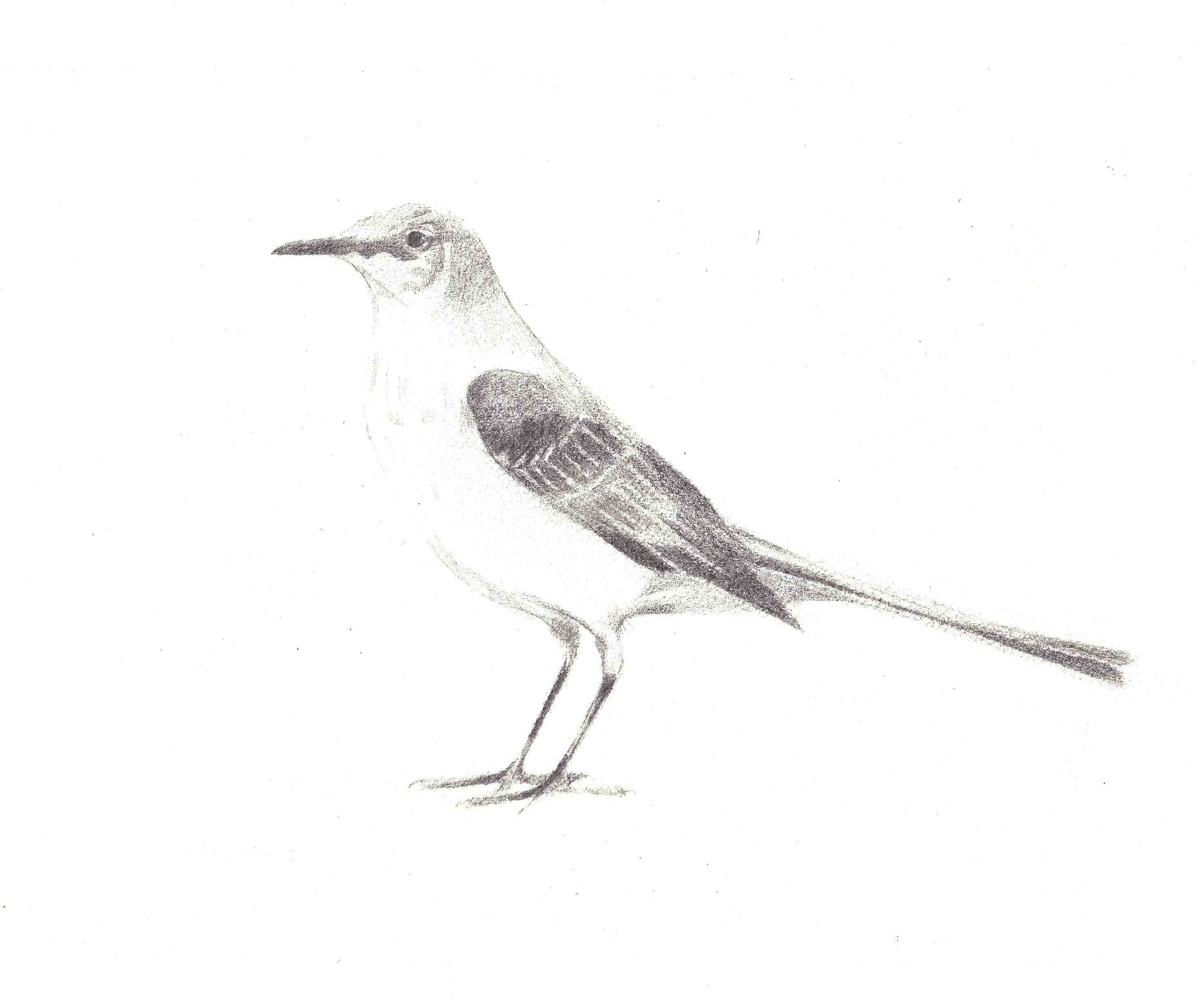 Mockingbird Sketch at Explore collection of