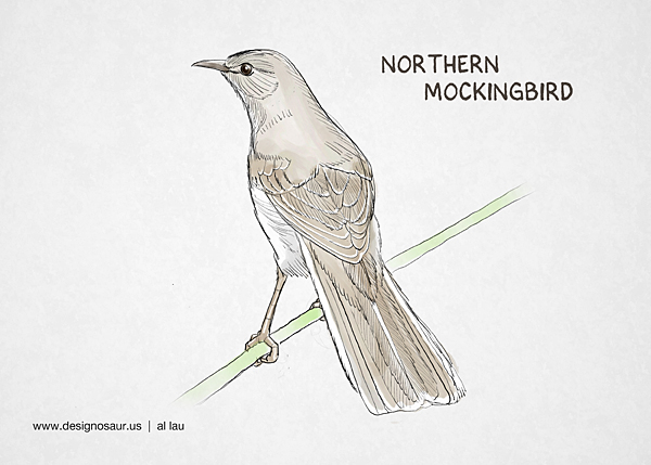 How To Draw A Mockingbird Step By Step