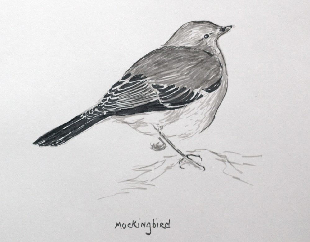 Mockingbird Sketch At Paintingvalley Com Explore Collection Of