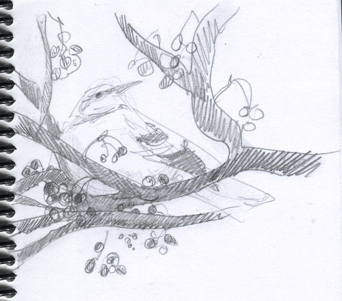 500x440 Abby Mcbride Sketch Biologist - Mockingbird Sketch
