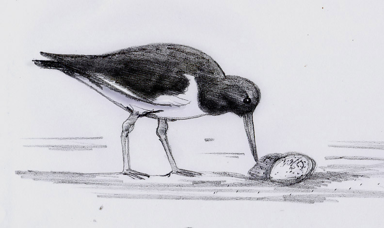 792x471 Bird Sketches - Modern Sketches