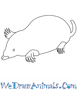 300x350 How To Draw A Mole - Mole Sketch