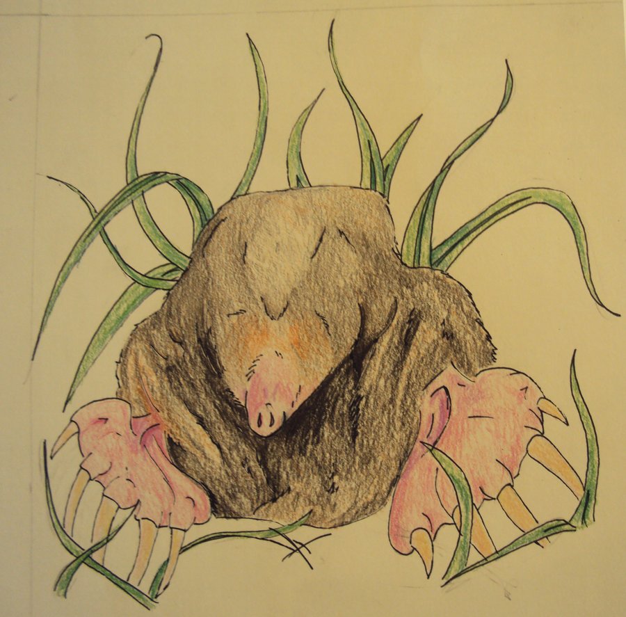 900x887 Mole Sketch By Kifuslick - Mole Sketch