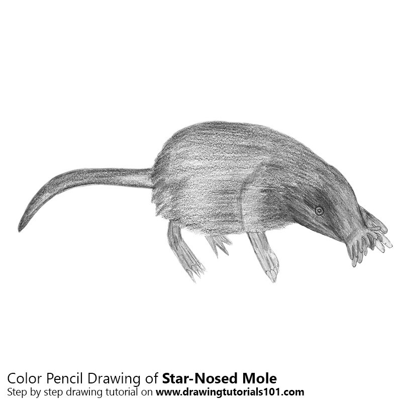800x800 Star Nosed Mole Pencil Drawing - Mole Sketch