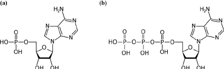 450x140 Sketch Of Amp (A) And Atp (B) Molecules. Download Scientific Diagram - Molecule Sketch