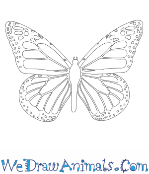 300x350 How To Draw A Monarch Butterfly - Monarch Butterfly Sketch