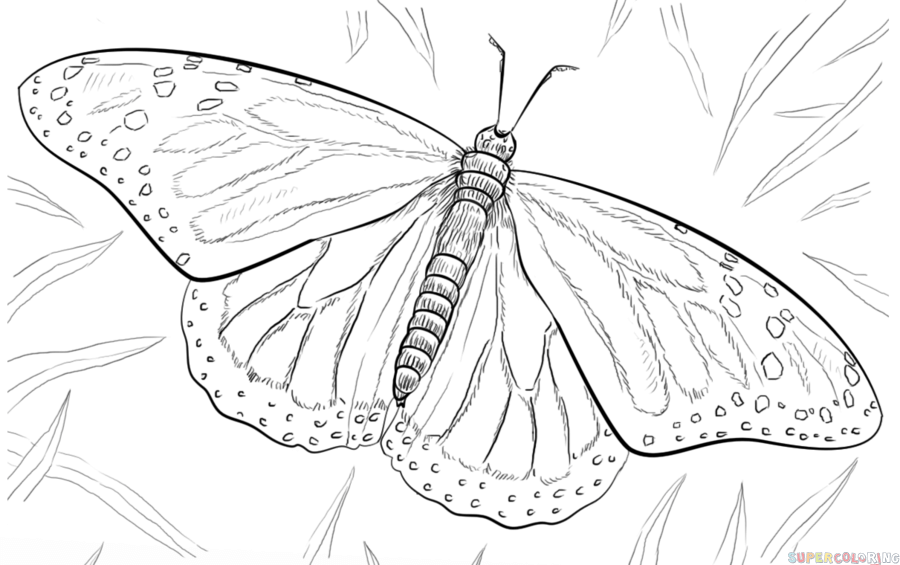 900x565 How To Draw A Monarch Butterfly Step By Step. Drawing Tutorials - Monarch Butterfly Sketch