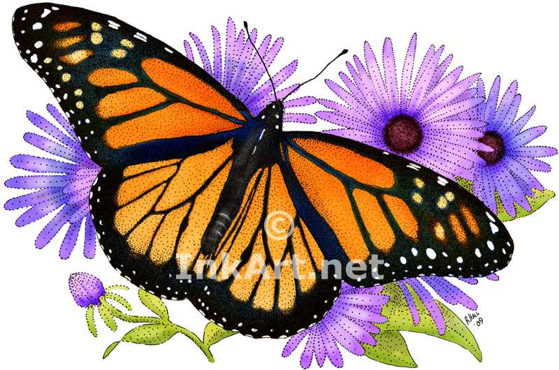 800x530 Monarch Butterfly On Flower Drawing Free Coloring Library - Monarch Butterfly Sketch