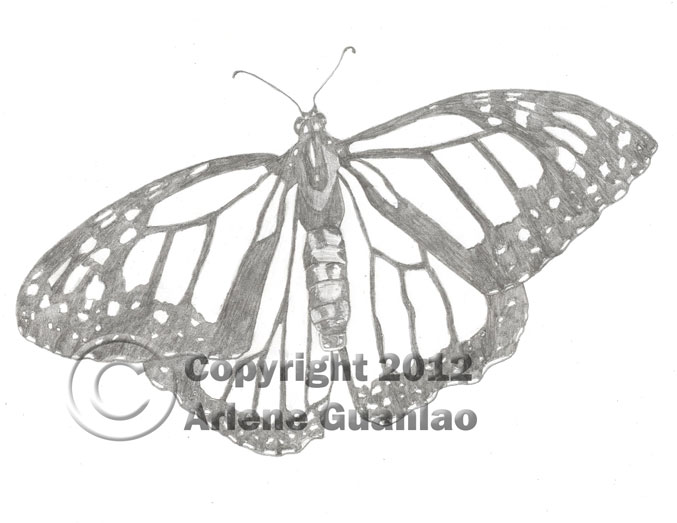 677x523 Monarch Butterfly Pencil Sketch 2 Imagine New Designs Gallery - Monarch Butterfly Sketch