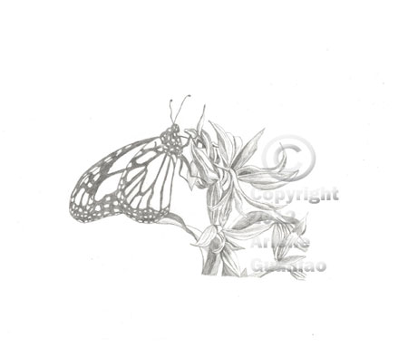 450x394 Monarch Butterfly Pencil Sketch Imagine New Designs Gallery - Monarch Butterfly Sketch