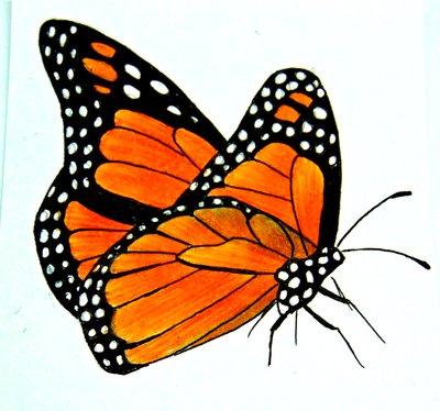 400x374 Monarch Butterfly Sketch By Solarcrush - Monarch Butterfly Sketch