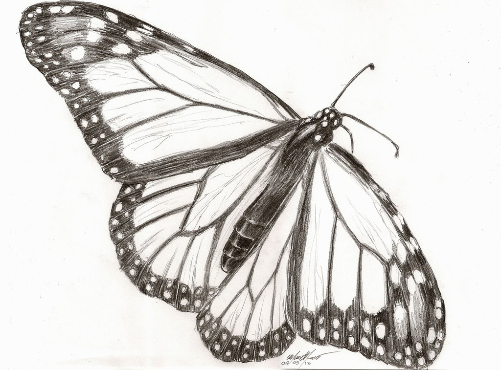 Monarch Butterfly Sketch at PaintingValley.com | Explore collection of ...