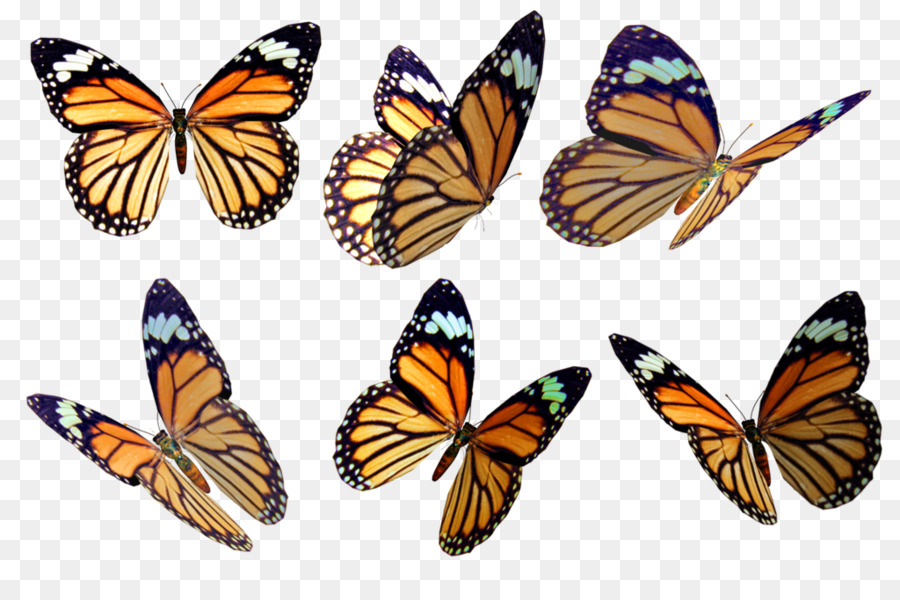 900x600 Monarch Butterfly Drawing Color Photography - Monarch Butterfly Sketch
