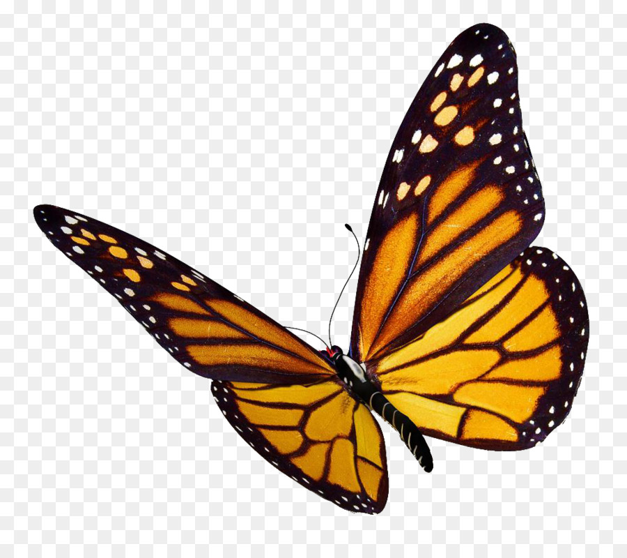900x800 Monarch Butterfly Insect Clip Art - Monarch Butterfly Sketch