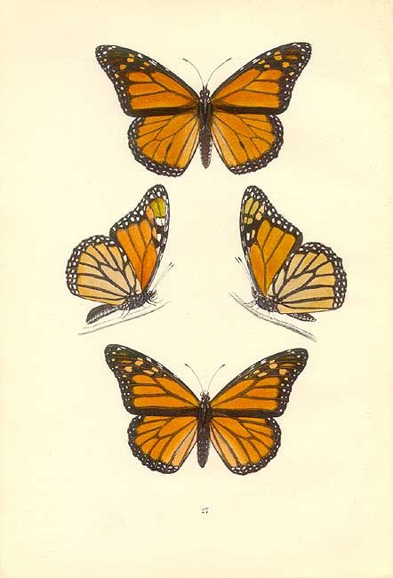 442x650 Monarch Butterfly Sketch Butterfly Botanical Prints Heart X Coloring - Monarch Butterfly Sketch
