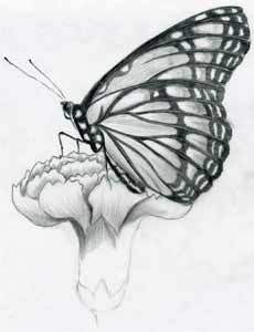 230x300 Share Your Butterfly Drawings And Sketches Here - Monarch Butterfly Sketch