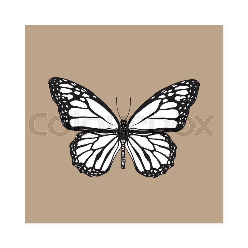 800x800 Top View Of Beautiful Monarch Butterfly, Sketch Illustration - Monarch Butterfly Sketch
