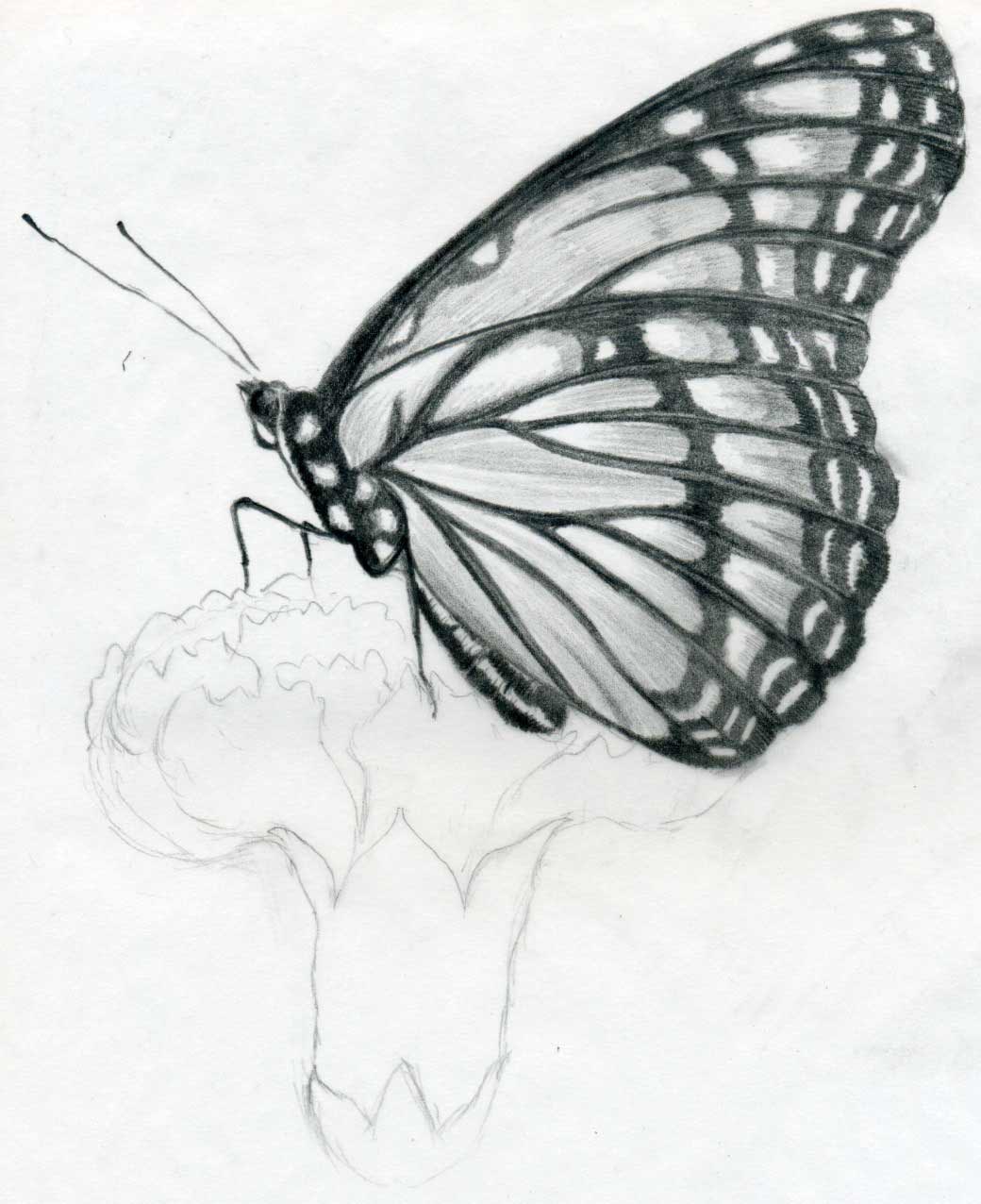 1040x1276 Drawn Butterfly Sketched - Monarch Butterfly Sketch