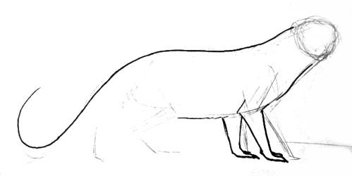 499x250 How To Draw A Mongoose - Mongoose Sketch