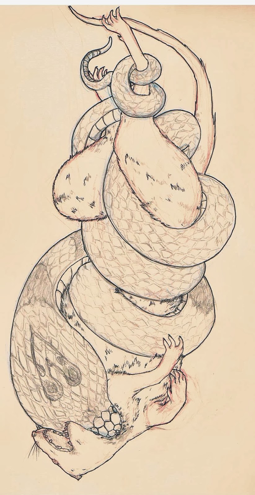 823x1600 Mind Barf Updated Snake And Mongoose Tattoo, With More Mongoose - Mongoose Sketch