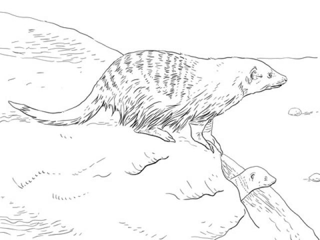 640x480 Mongoose Clipart Sketch 14 - Mongoose Sketch