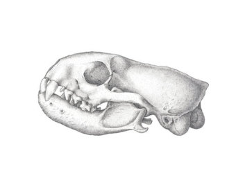 340x270 Mongoose Drawing Etsy - Mongoose Sketch