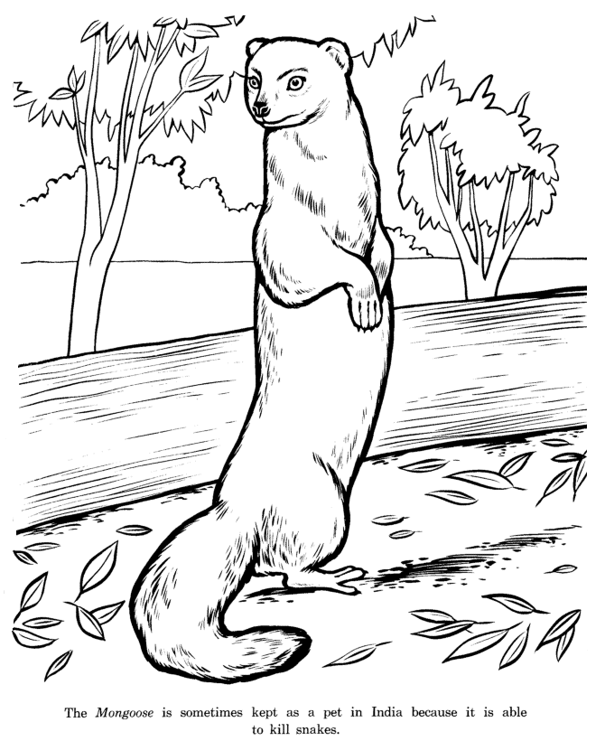 670x820 Mongoose Drawing And Coloring - Mongoose Sketch