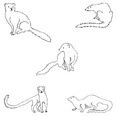 240x240 Mongoose Photos, Royalty Free Images, Graphics, Vectors Amp Videos - Mongoose Sketch