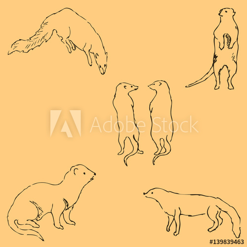 500x500 Mongoose. Sketch By Hand. Pencil Drawing By Hand. Vector Image - Mongoose Sketch