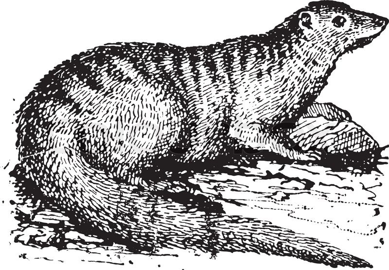 800x556 Old Engraved Illustration Of Egyptian Mongoose Or Herpestes - Mongoose Sketch
