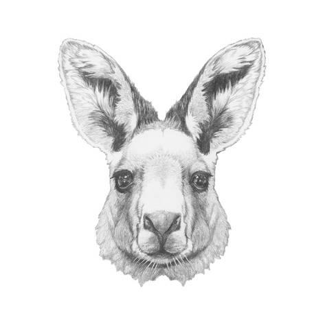 473x473 Portrait Of Mongoose With Mirror Sunglasses. Hand Drawn - Mongoose Sketch