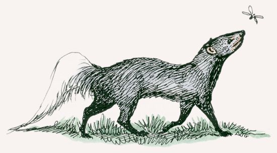 550x305 White Tailed Mongoose Mpalalive! - Mongoose Sketch