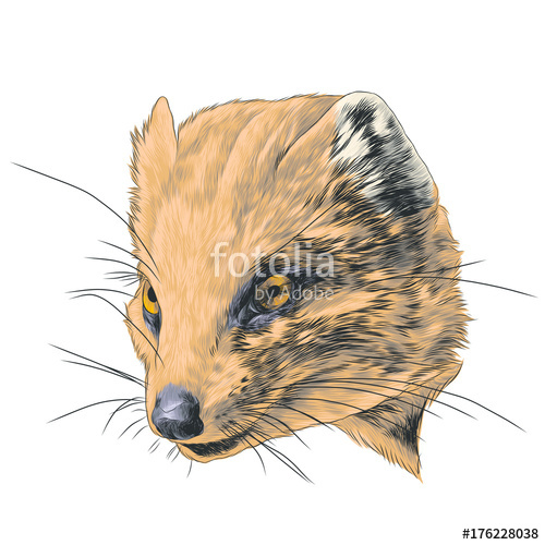 500x500 Mongoose Sketch Vector Graphics Head Colored Drawing Stock Image - Mongoose Sketch