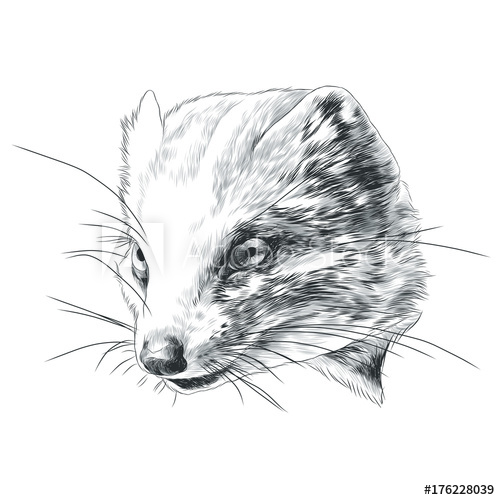 500x500 Mongoose Sketch Vector Graphics Head Monochrome Black And White - Mongoose Sketch
